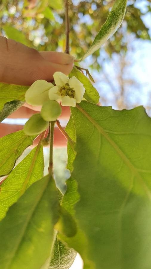 Crinodendron patagua flower