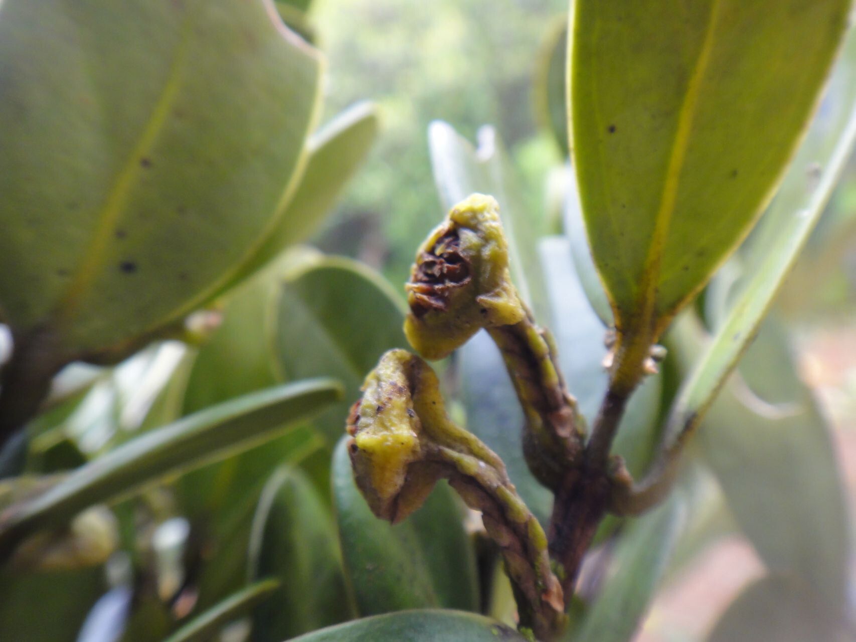 Hedycarya perbracteolata — houseplant care guide