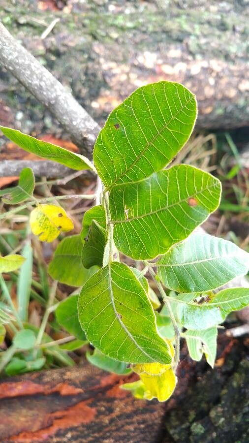 Myracrodruon urundeuva — houseplant care guide