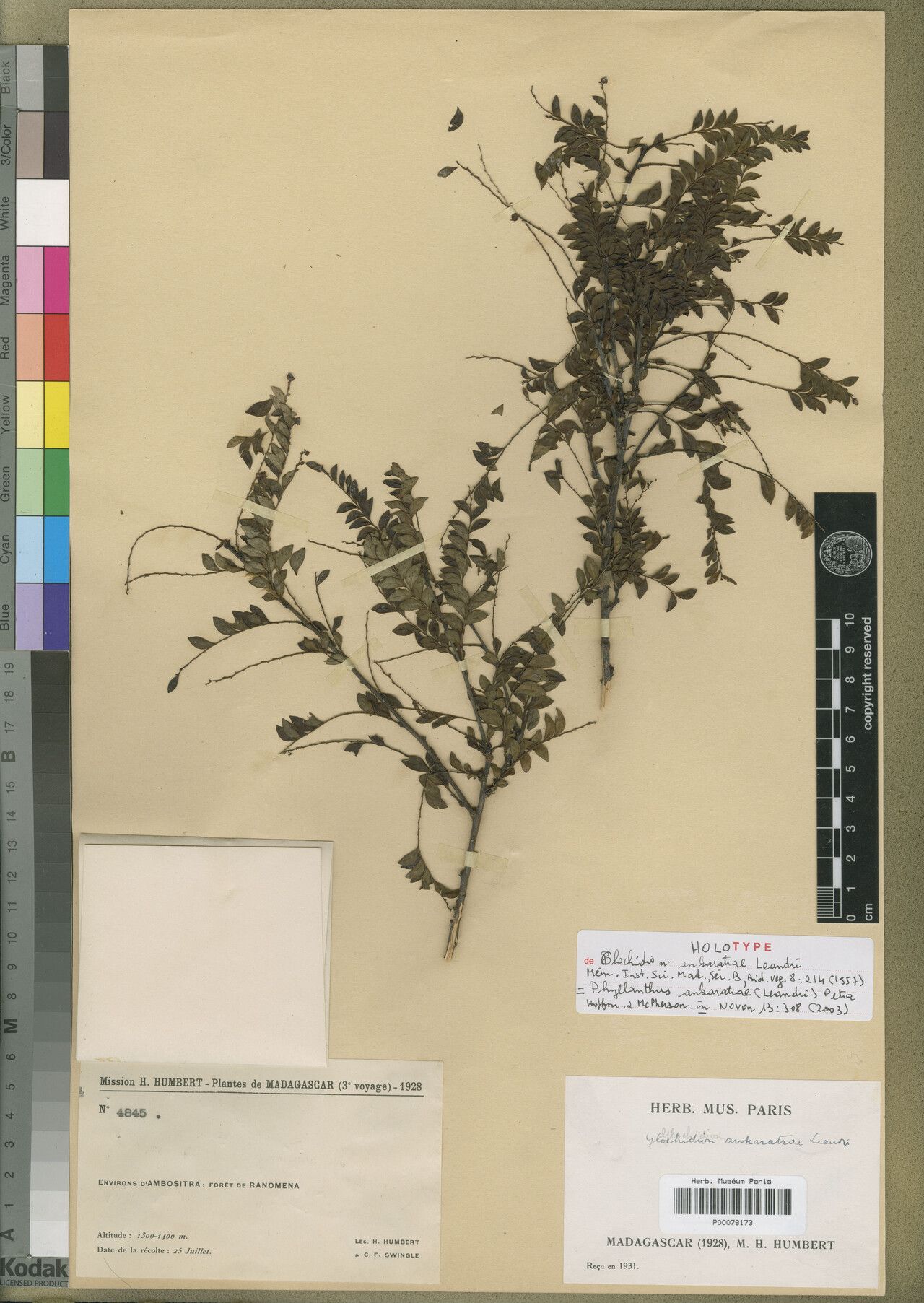 Phyllanthus ankaratrae — houseplant care guide