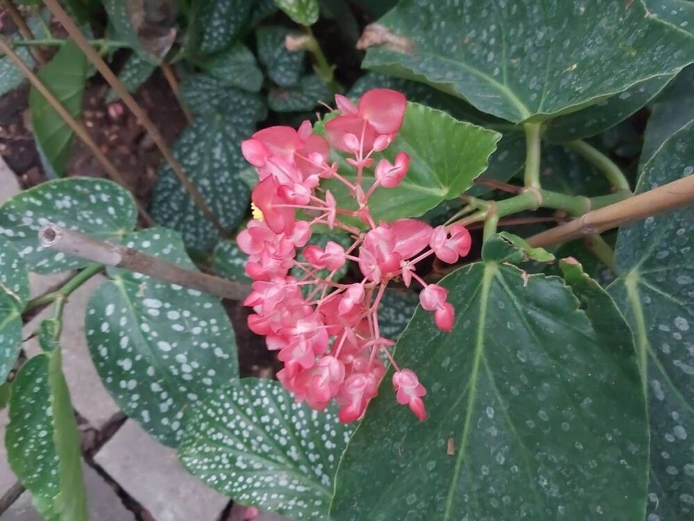Begonia dichroa flower