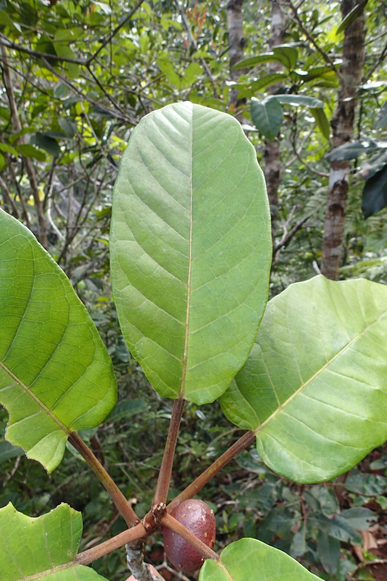 Ficus dzumacensis leaf