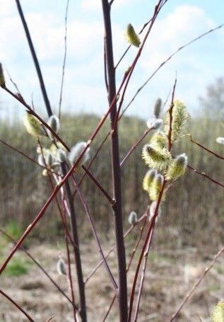 Salix daphnoides fruit