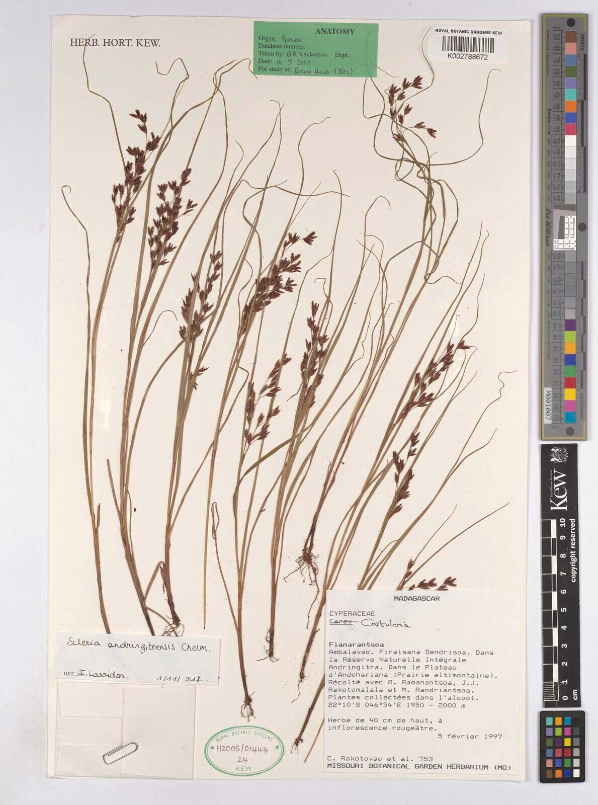 Scleria andringitrensis — related species from the same genus