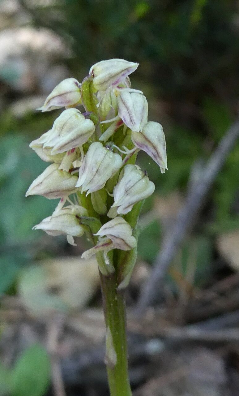 Neotinea maculata flower