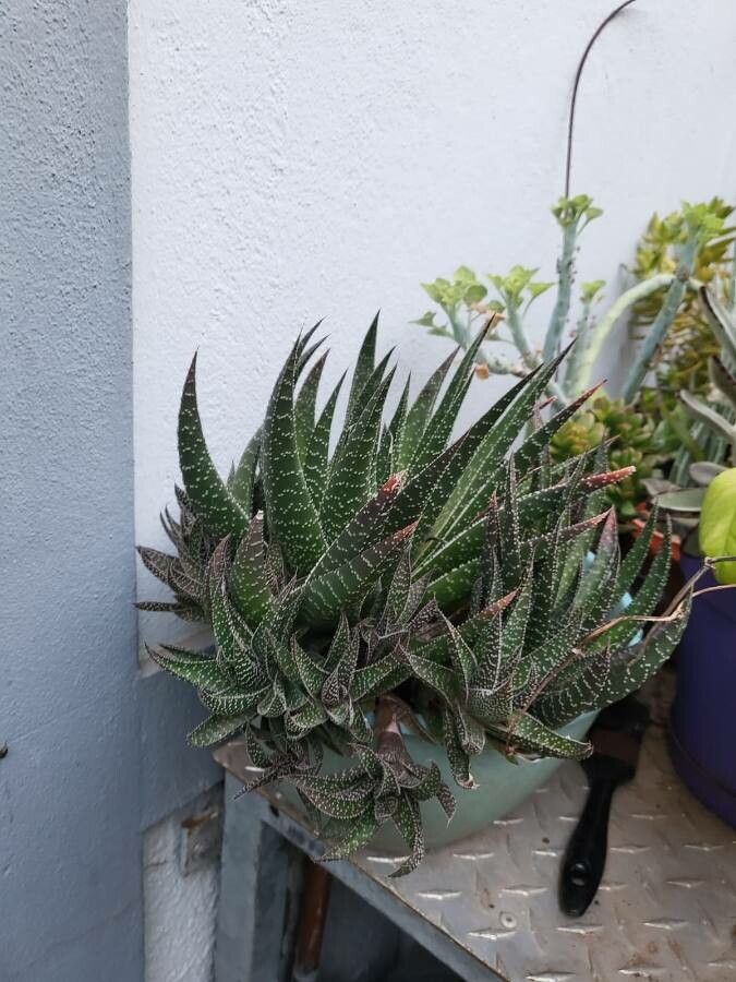 × Aristeria beguinii — related species from the same genus