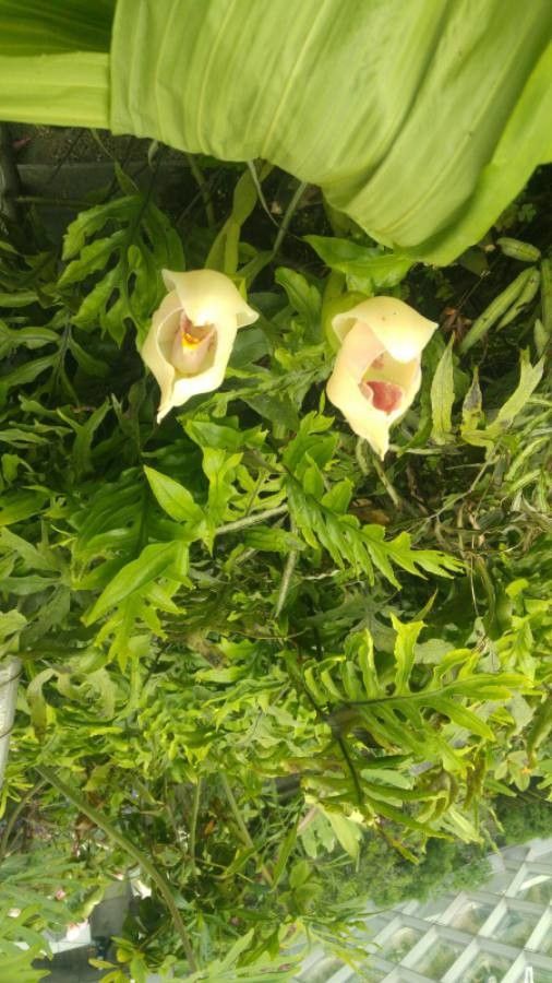 Anguloa uniflora — houseplant care guide