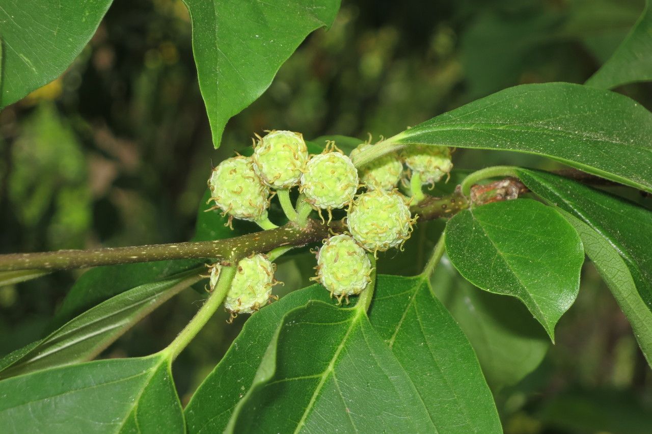 Cudrania tricuspidata fruit