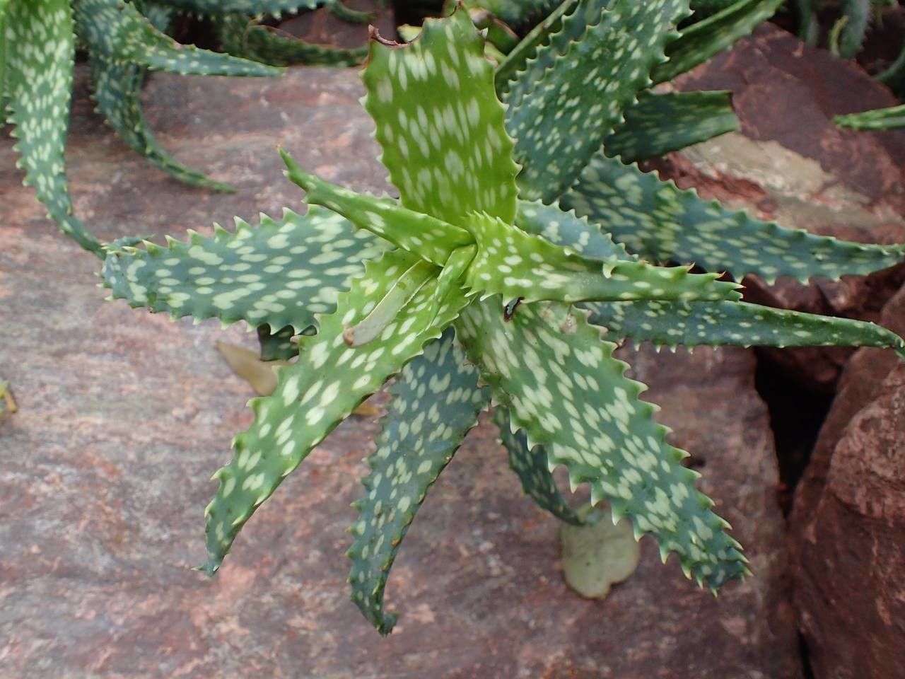 Aloe andringitrensis habit