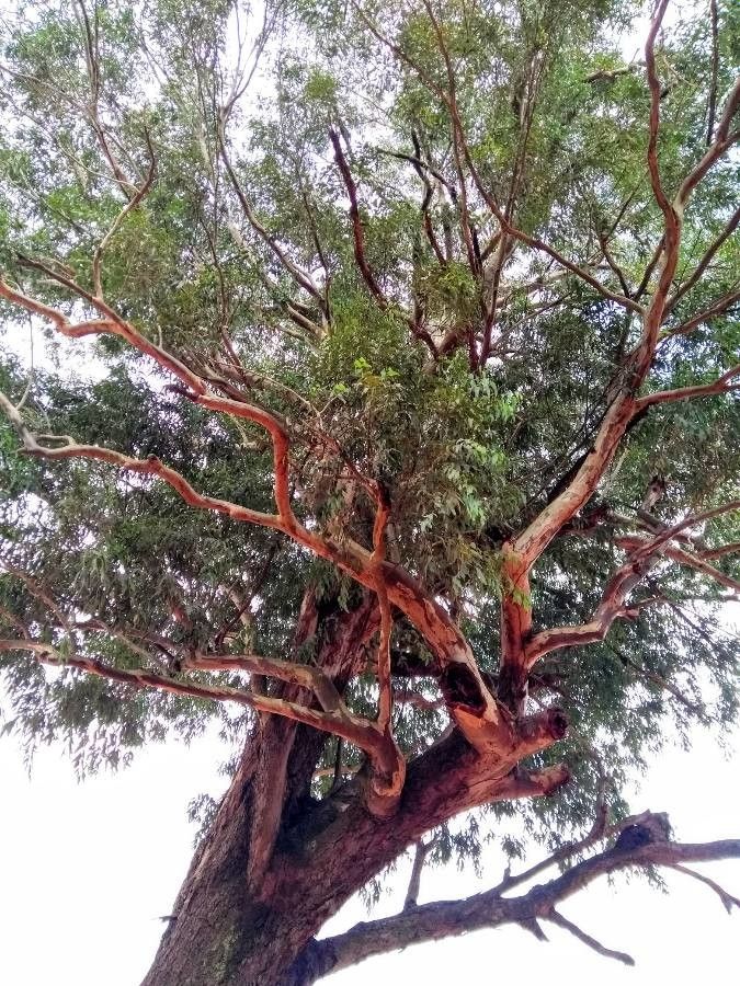 Eucalyptus microcorys — search result for 'Eucalyptus'