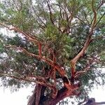 Eucalyptus microcorys