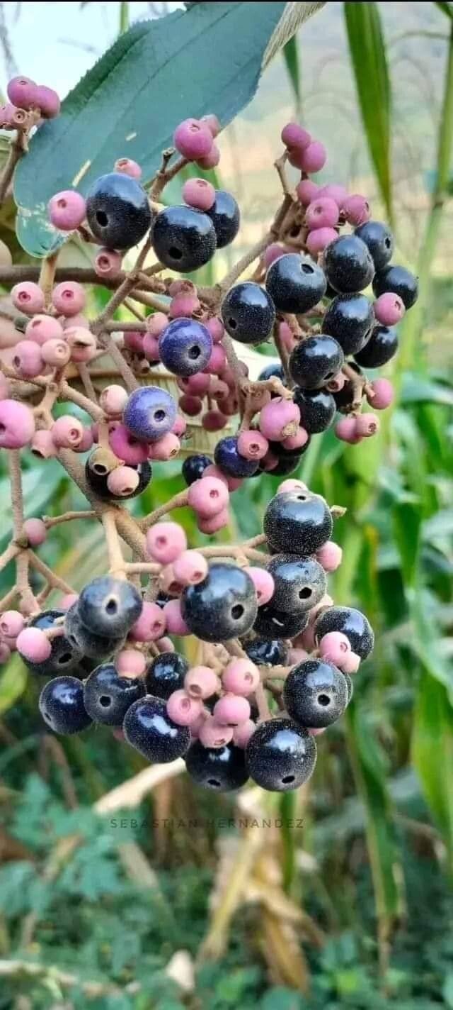 Miconia xalapensis fruit