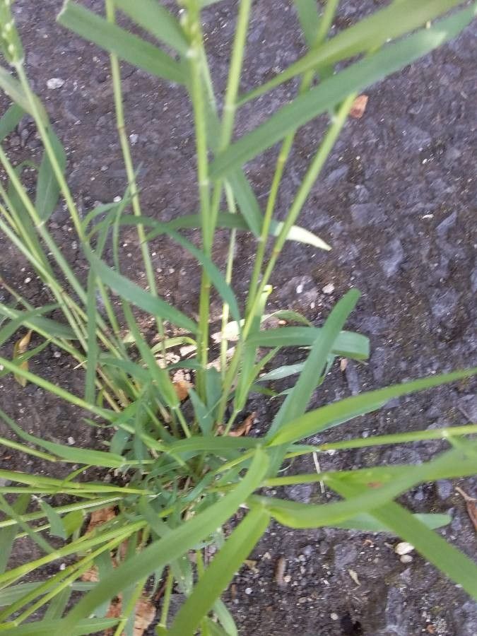 Eragrostis unioloides — search result for 'Eragrostis'