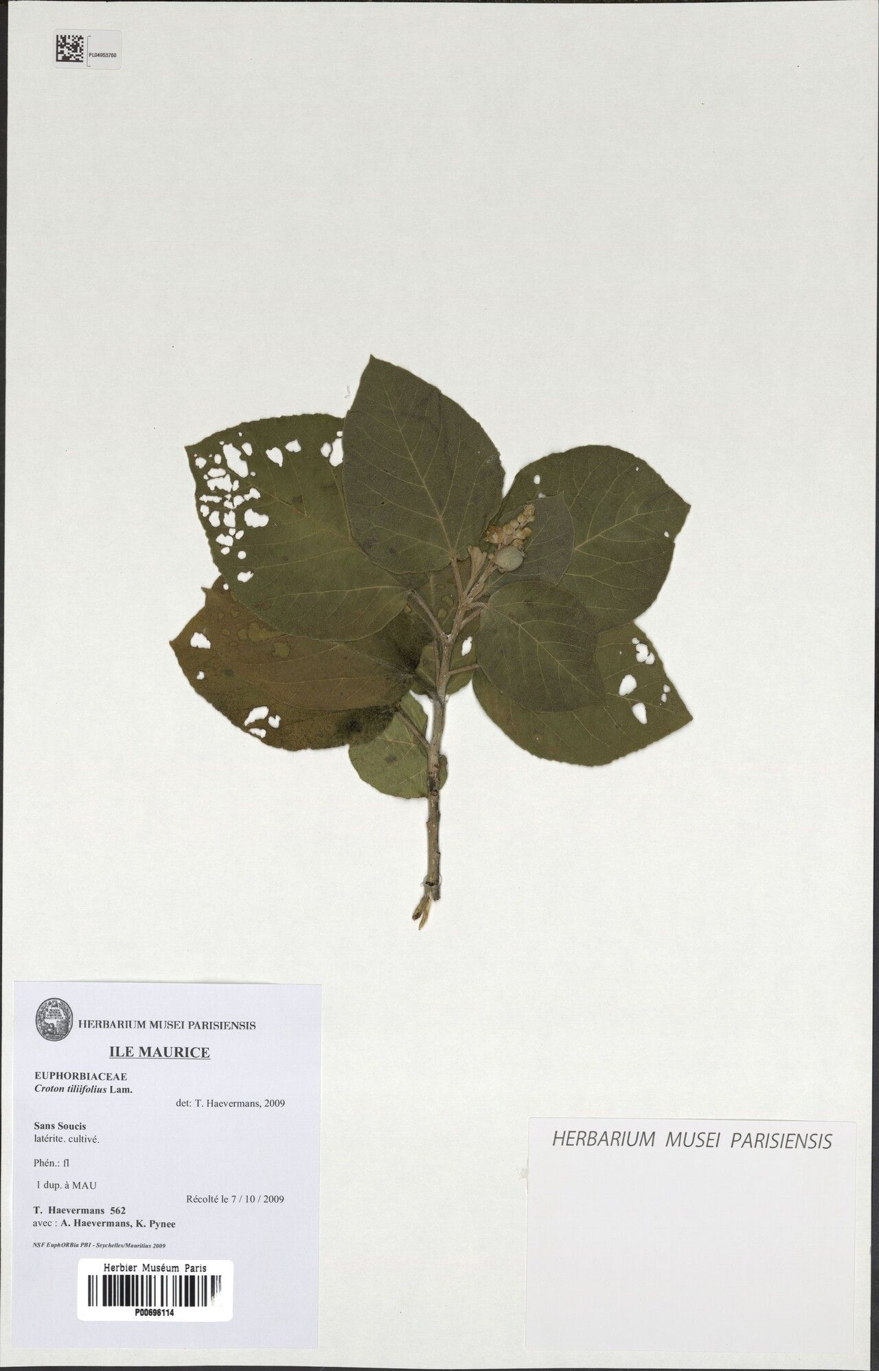 Croton tiliifolius — houseplant care guide