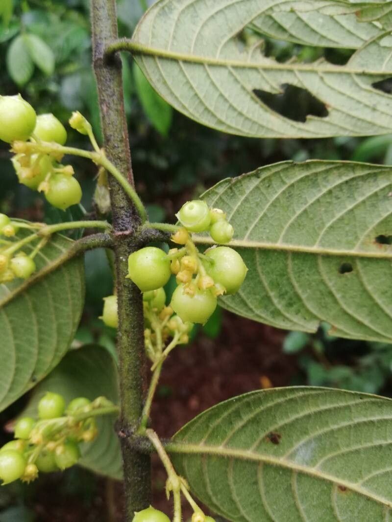 Pauridiantha dewevrei fruit