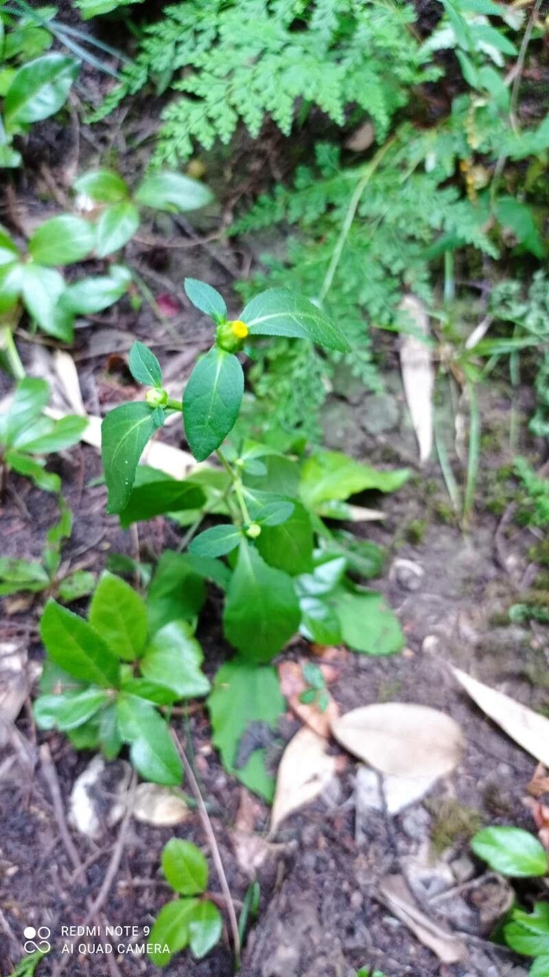 Carpesium divaricatum — related species from the same genus