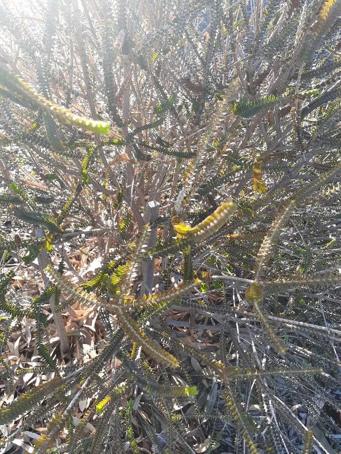 Melaleuca coccinea — houseplant care guide