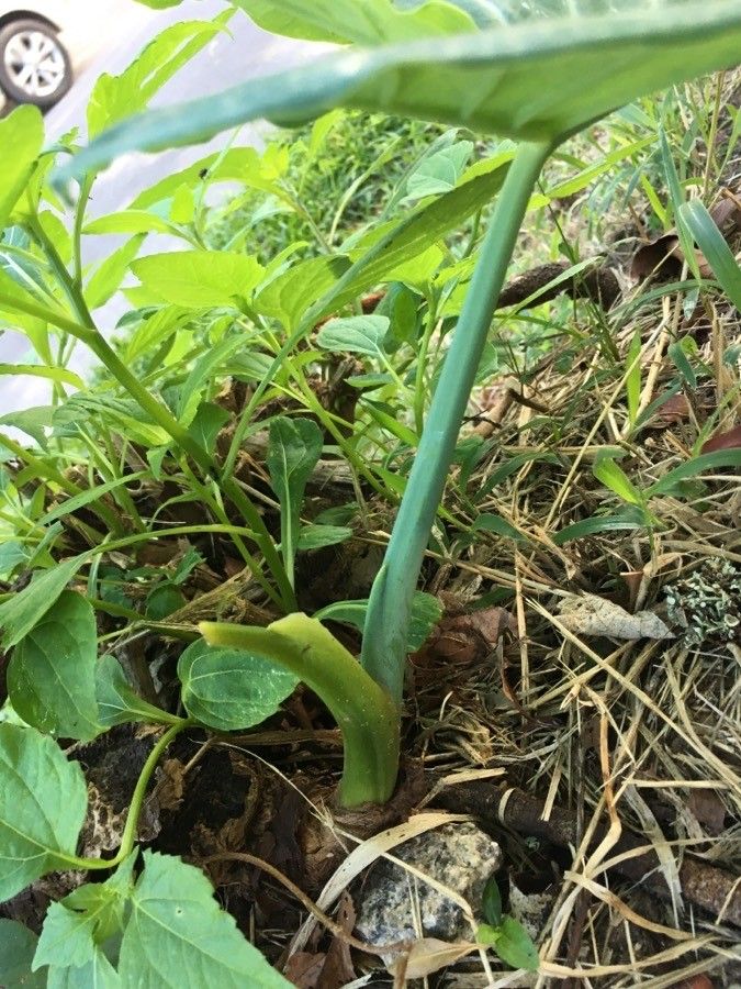 Xanthosoma taioba bark
