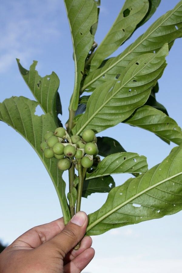 Solanum sessile fruit