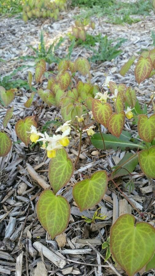 Epimedium perralderianum flower