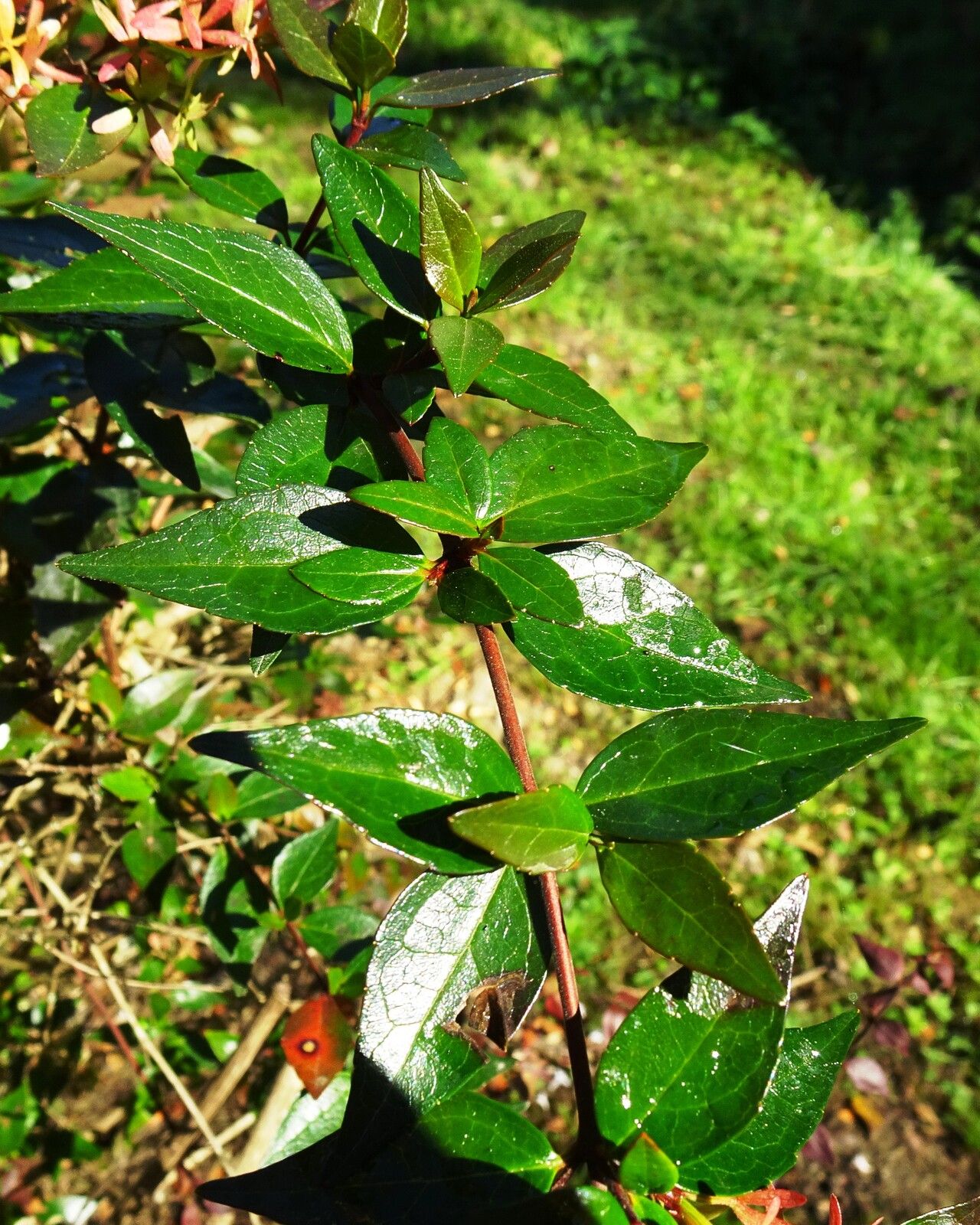 Abelia × grandiflora leaf