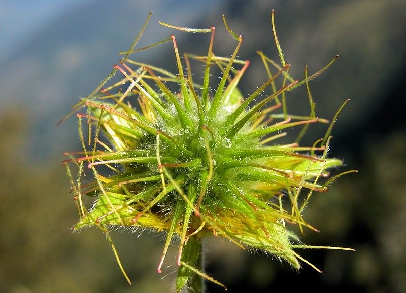Geum pyrenaicum fruit
