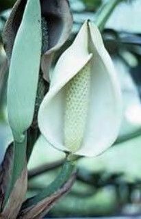 Planchonella povilana — houseplant care guide