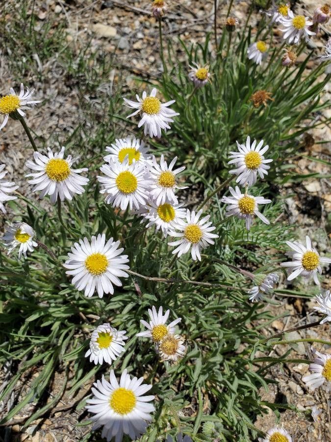 Erigeron vetensis — search result for 'Erigeron'