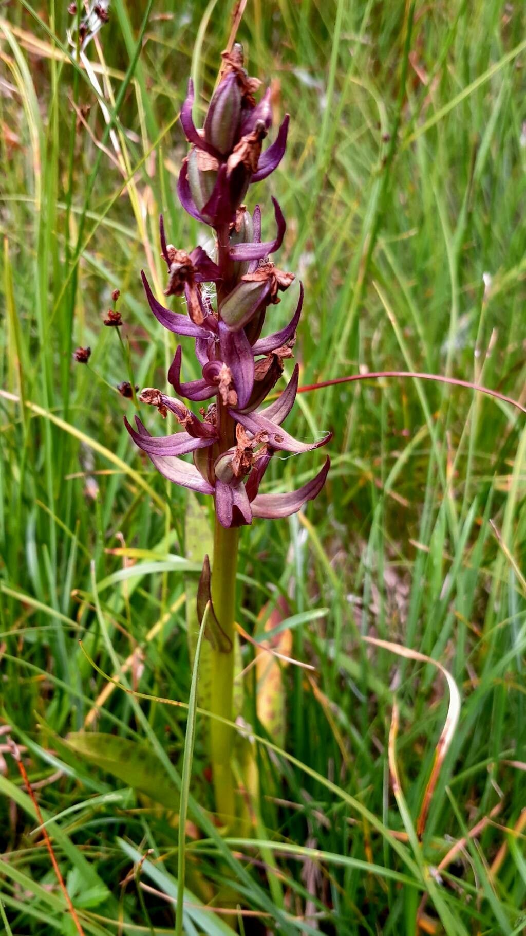 Dactylorhiza majalis fruit