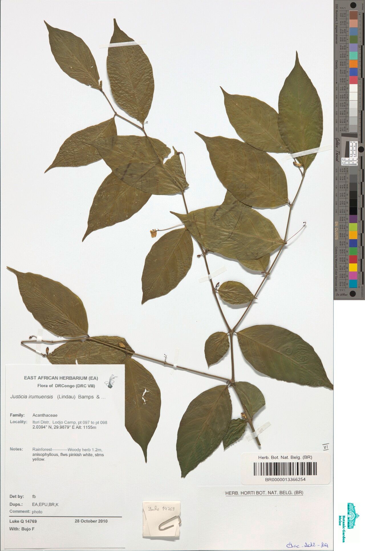 Justicia irumuensis — houseplant care guide