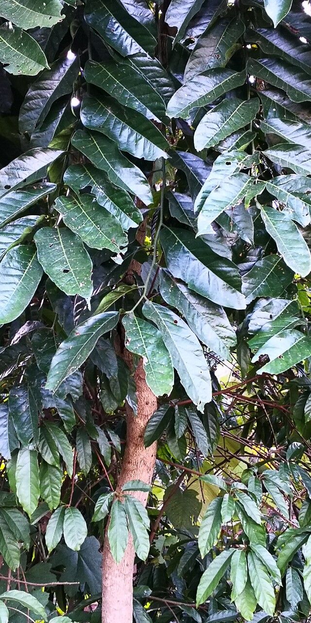 Dysoxylum lenticellatum — houseplant care guide