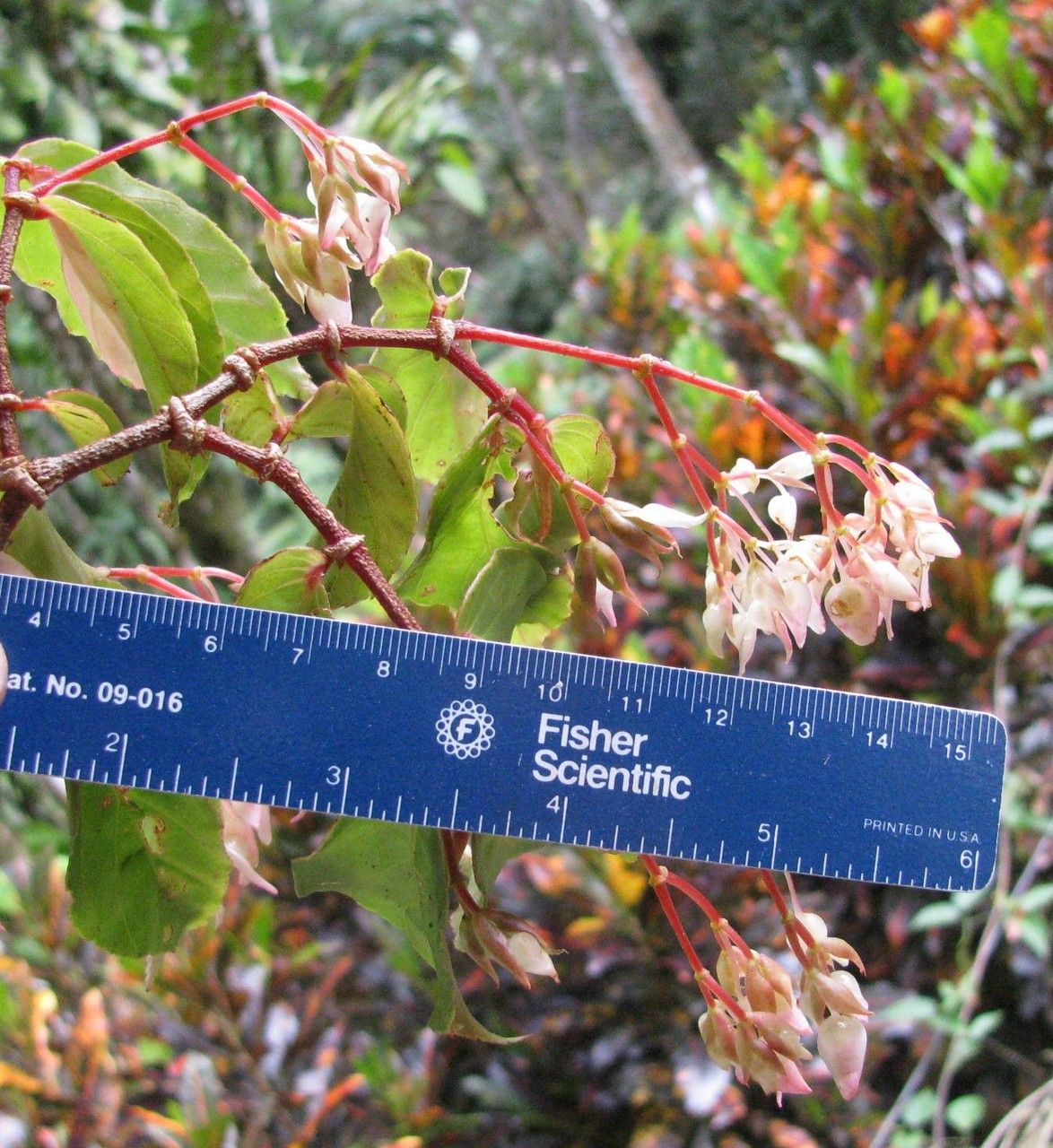 Begonia estrellensis — houseplant care guide