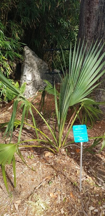 Sabal mexicana habit