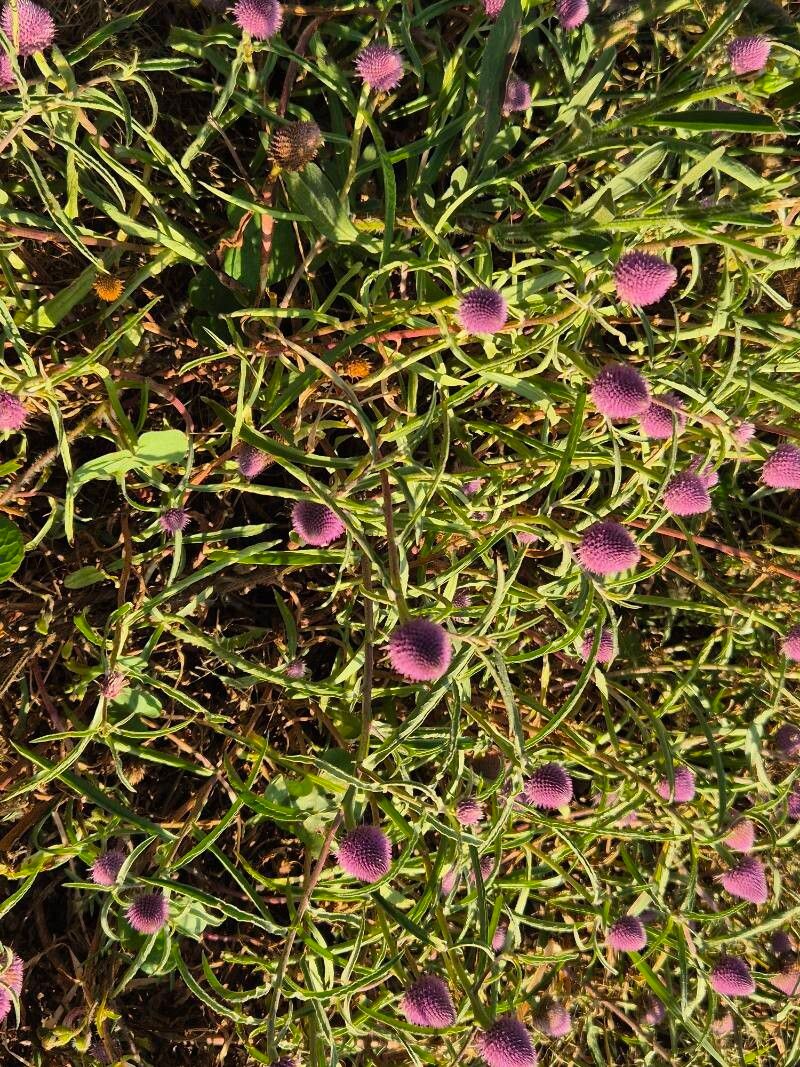 Sphaeranthus kirkii — houseplant care guide