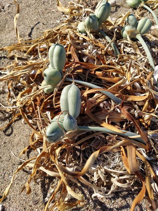 Pancratium maritimum fruit