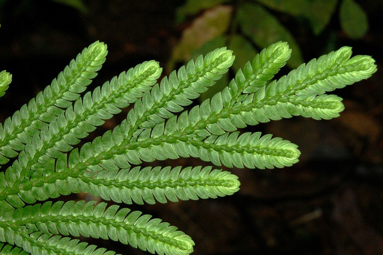 Selaginella megastachya — houseplant care guide