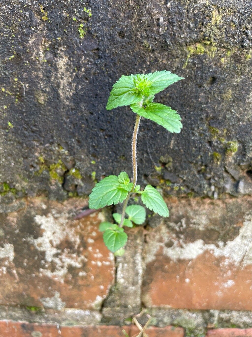 Veronica javanica — houseplant care guide