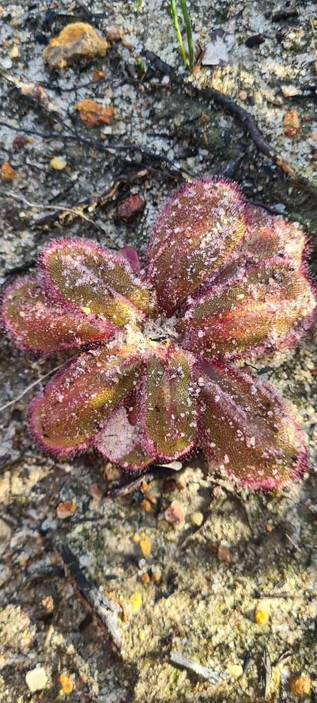 Limonium echioides — search result for 'Limonium'