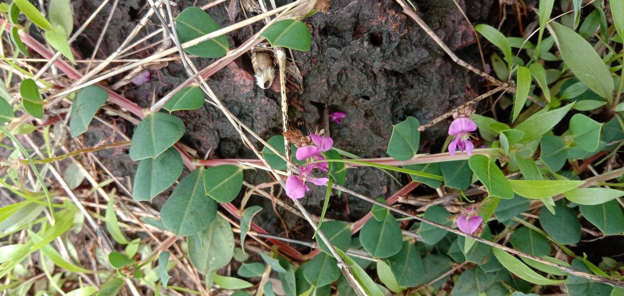 Indigofera dalzelliana habit