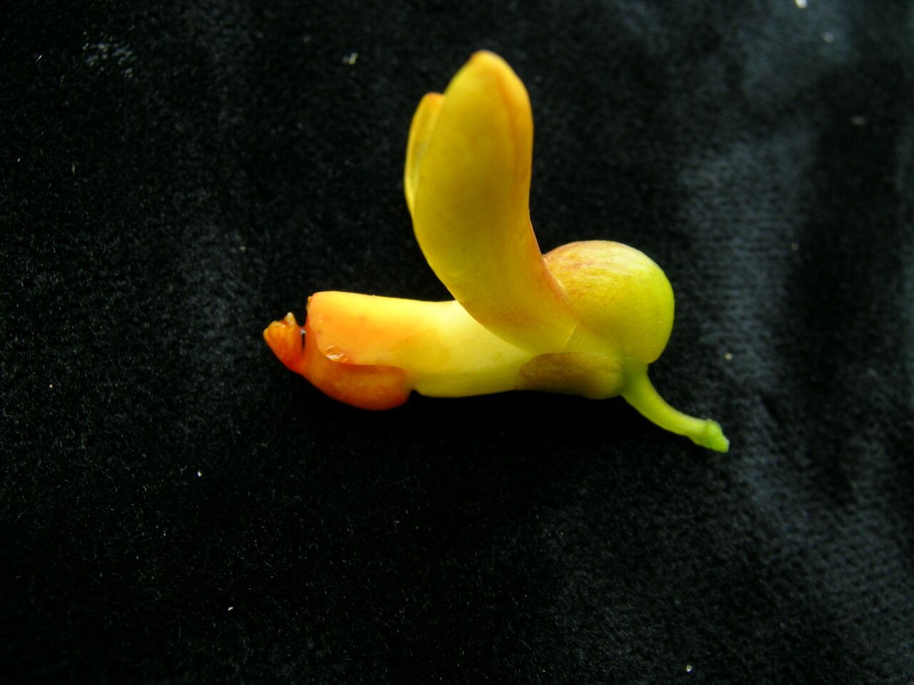 Polygala arillata fruit