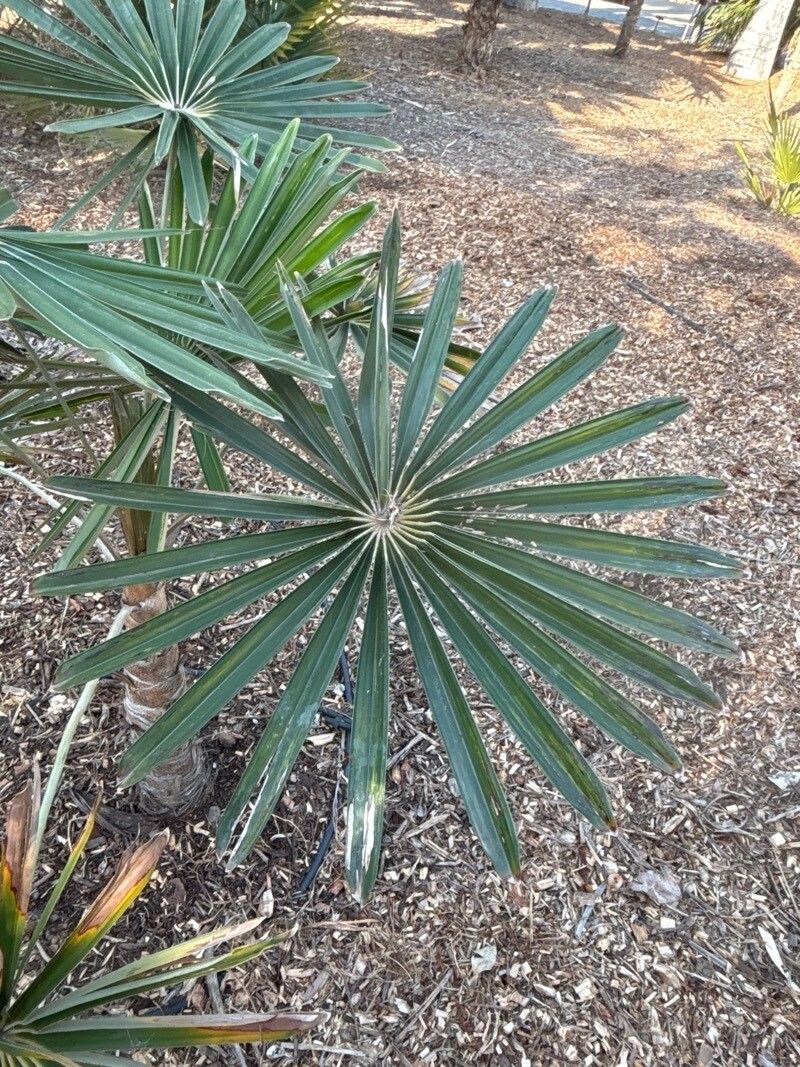 Coccothrinax moaensis — search result for 'Coccothrinax'