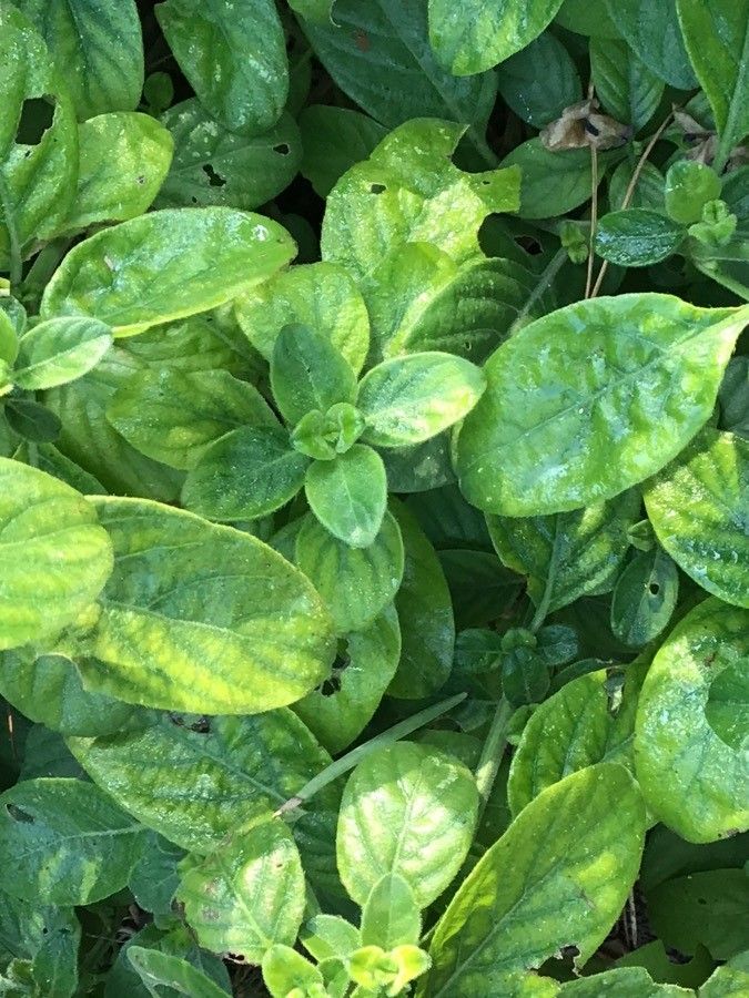 Barleria obtusa leaf