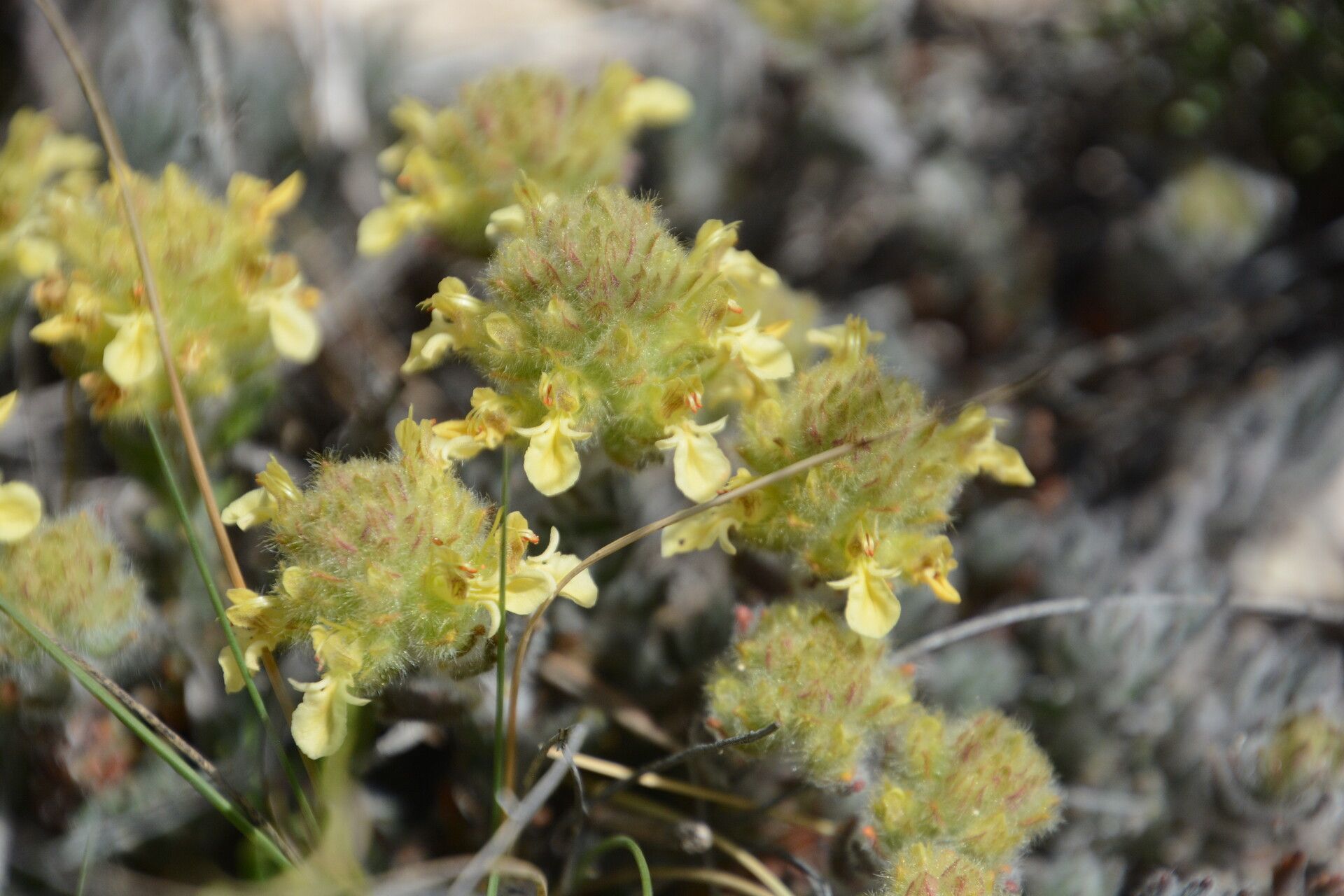 Teucrium franchetianum flower
