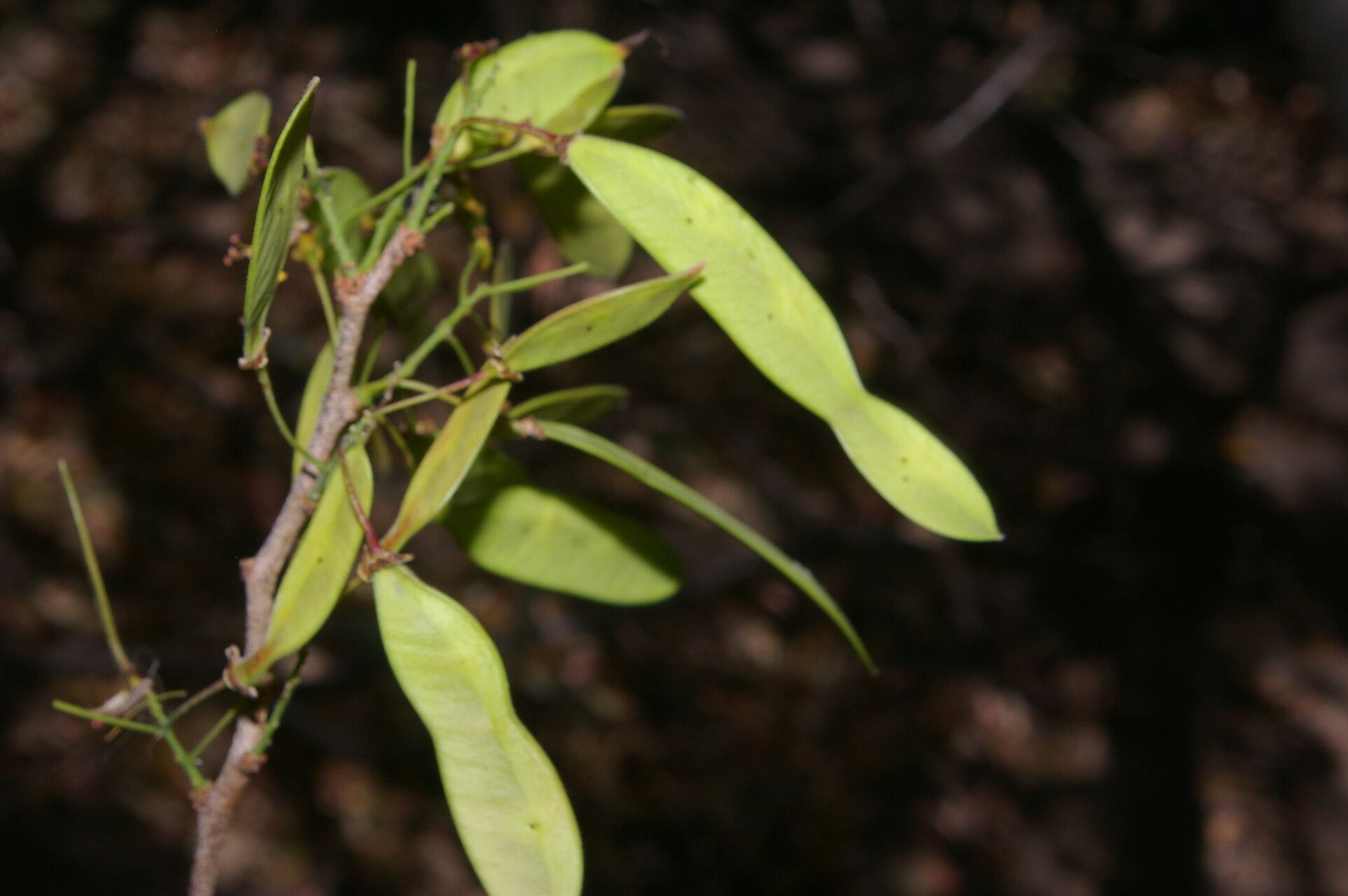 Haematoxylum brasiletto fruit