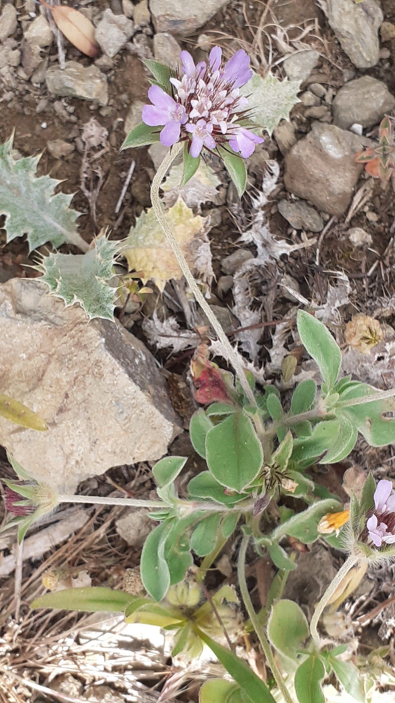 Lomelosia brachiata flower
