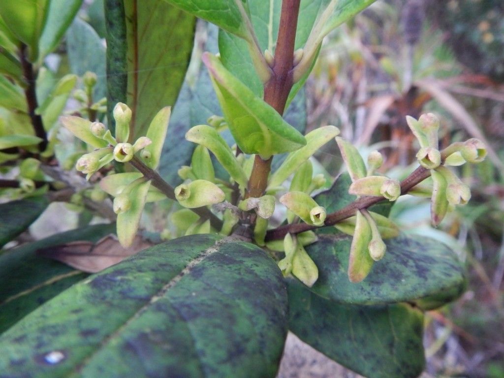 Osmanthus monticola — search result for 'Osmanthus'