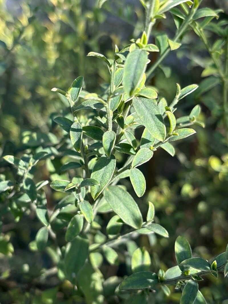 Cytisus cantabricus — search result for 'Cytisus'