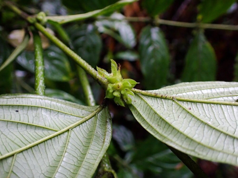 Pauridiantha crystallina — houseplant care guide