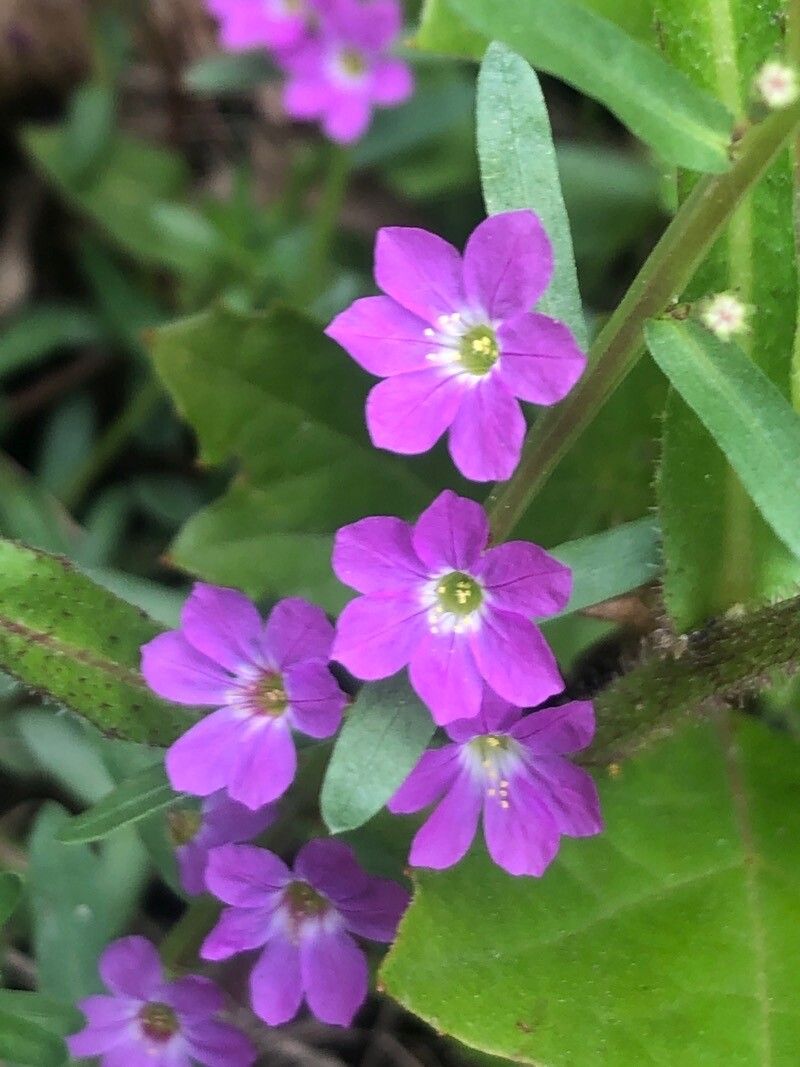 Lythrum junceum flower