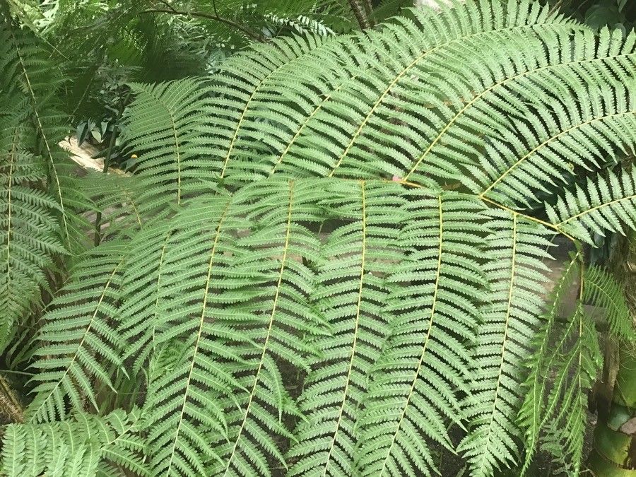 Sphaeropteris cooperi leaf